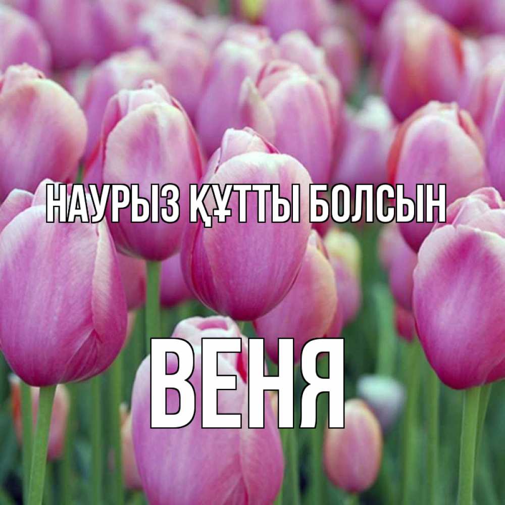 Открытка на каждый день с именем, Веня Наурыз құтты болсын на наурыз  день 3 Прикольная открытка с пожеланием онлайн скачать бесплатно 