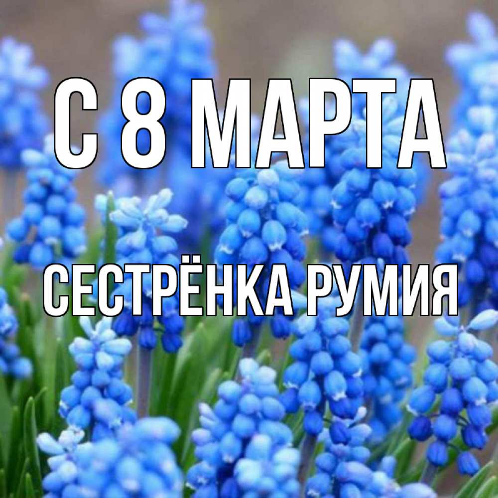 Открытка на каждый день с именем, Сестрёнка-Румия С 8 МАРТА Поздравительная открытка для женщин с цветами на праздничную дату Прикольная открытка с пожеланием онлайн скачать бесплатно 