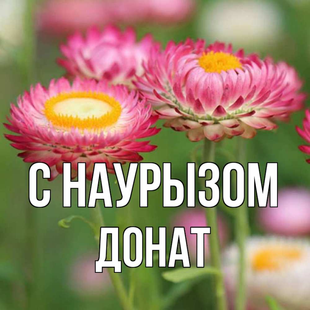 Открытка на каждый день с именем, Донат С наурызом подарок на международный женский день Прикольная открытка с пожеланием онлайн скачать бесплатно 