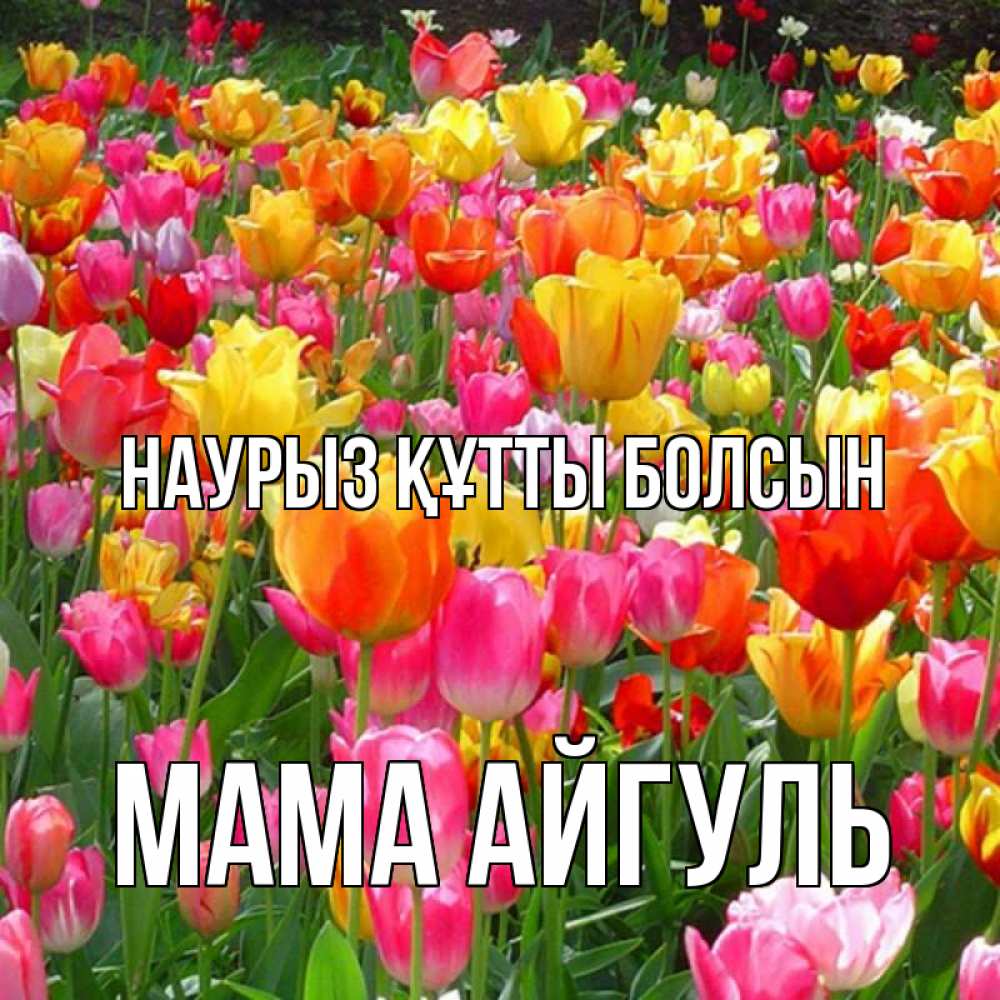 Открытка на каждый день с именем, Мама-Айгуль Наурыз құтты болсын на наурыз  ура ура Прикольная открытка с пожеланием онлайн скачать бесплатно 
