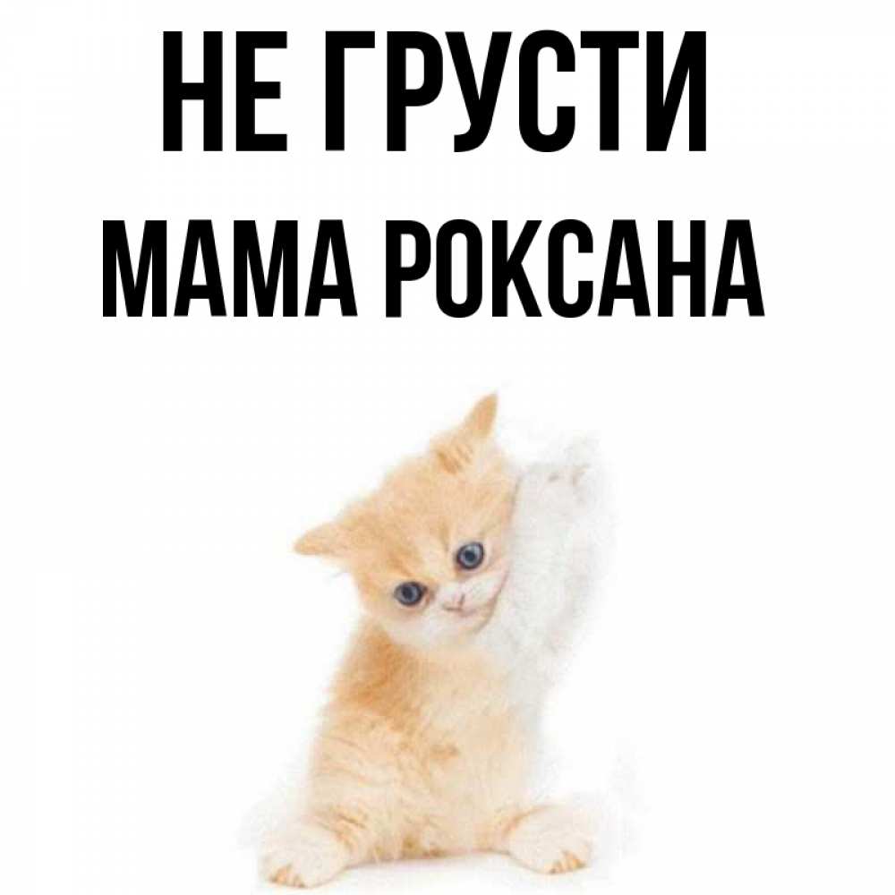 Открытка на каждый день с именем, Мама-Роксана Не грусти просящий кот Прикольная открытка с пожеланием онлайн скачать бесплатно 