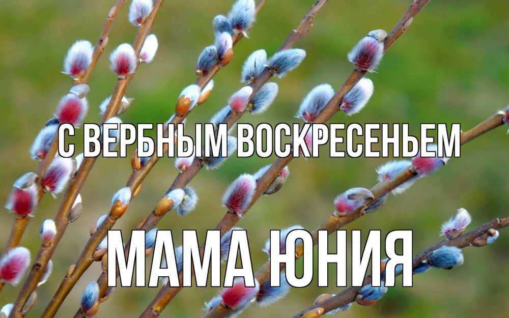 Открытка на каждый день с именем, Мама-Юния С вербным воскресеньем верба Прикольная открытка с пожеланием онлайн скачать бесплатно 