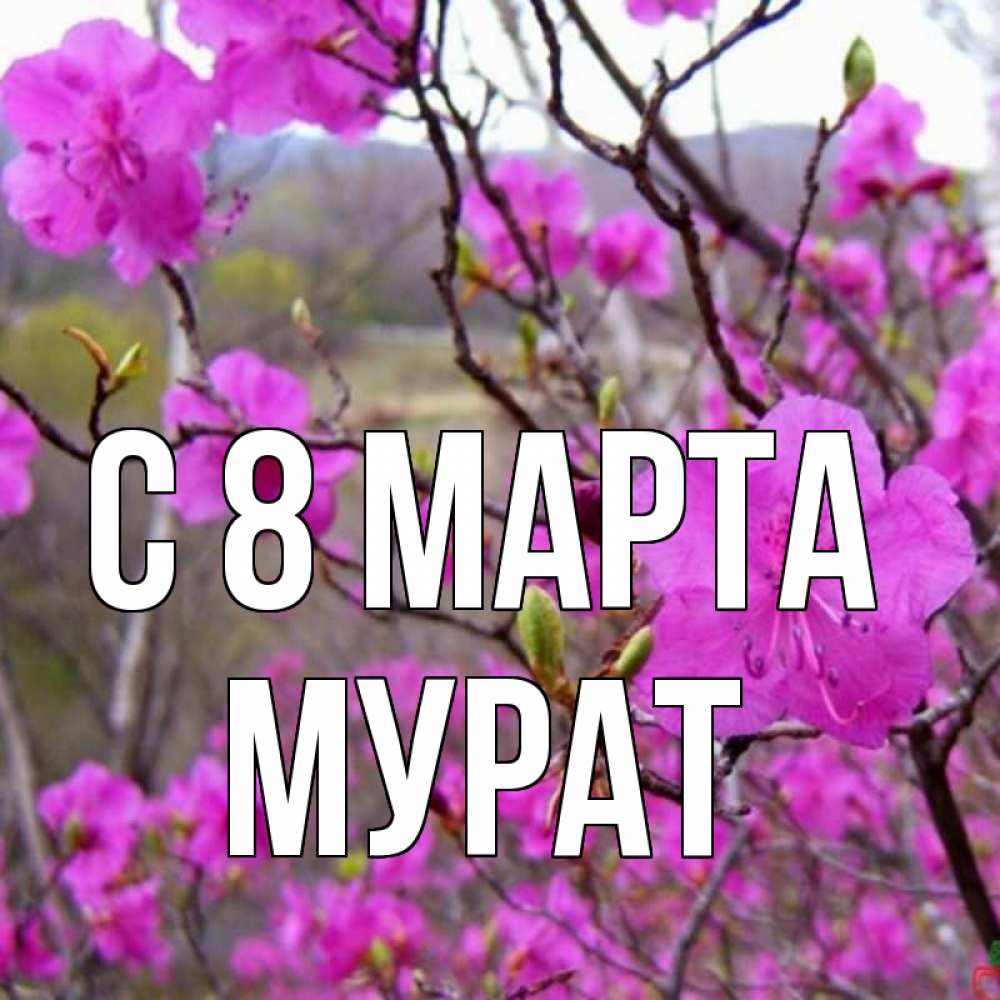 Открытка на каждый день с именем, Мурат С 8 марта международный женский день Прикольная открытка с пожеланием онлайн скачать бесплатно 