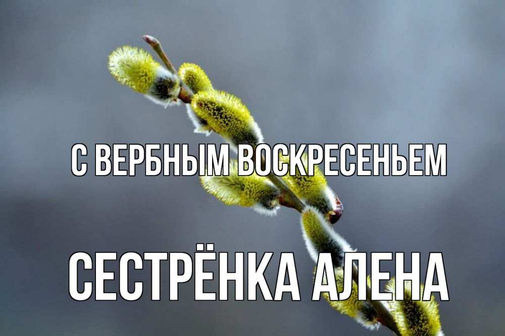 Открытка на каждый день с именем, Сестрёнка-Алена С вербным воскресеньем верба Прикольная открытка с пожеланием онлайн скачать бесплатно 