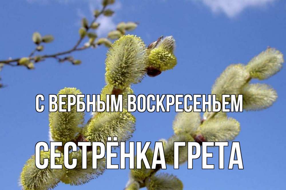 Открытка на каждый день с именем, Сестрёнка-Грета С вербным воскресеньем верба Прикольная открытка с пожеланием онлайн скачать бесплатно 