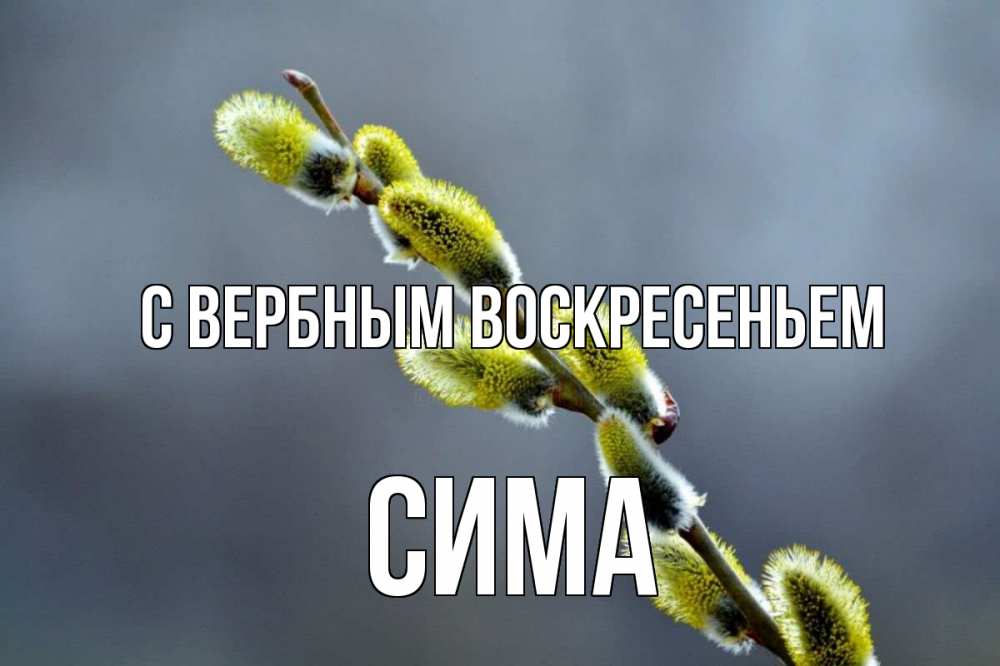Открытка на каждый день с именем, Сима С вербным воскресеньем верба Прикольная открытка с пожеланием онлайн скачать бесплатно 