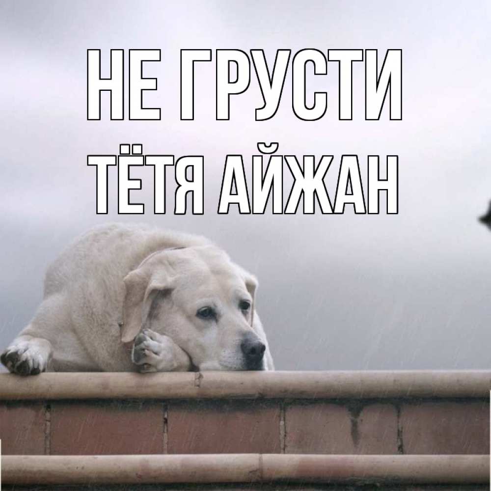 Открытка на каждый день с именем, Тётя-Айжан Не грусти белый пес 1 Прикольная открытка с пожеланием онлайн скачать бесплатно 