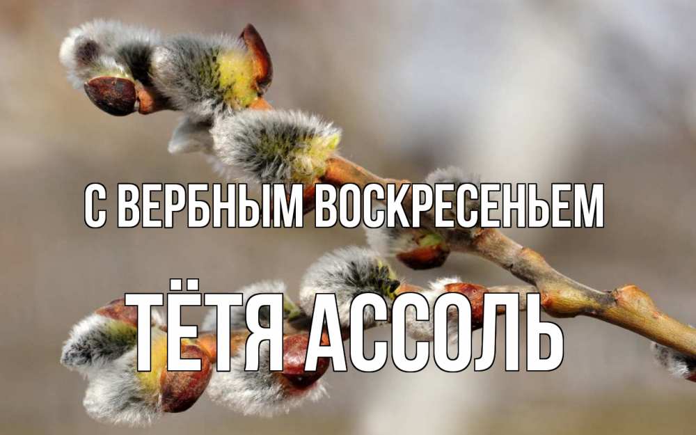 Открытка на каждый день с именем, Тётя-Ассоль С вербным воскресеньем Верба Прикольная открытка с пожеланием онлайн скачать бесплатно 