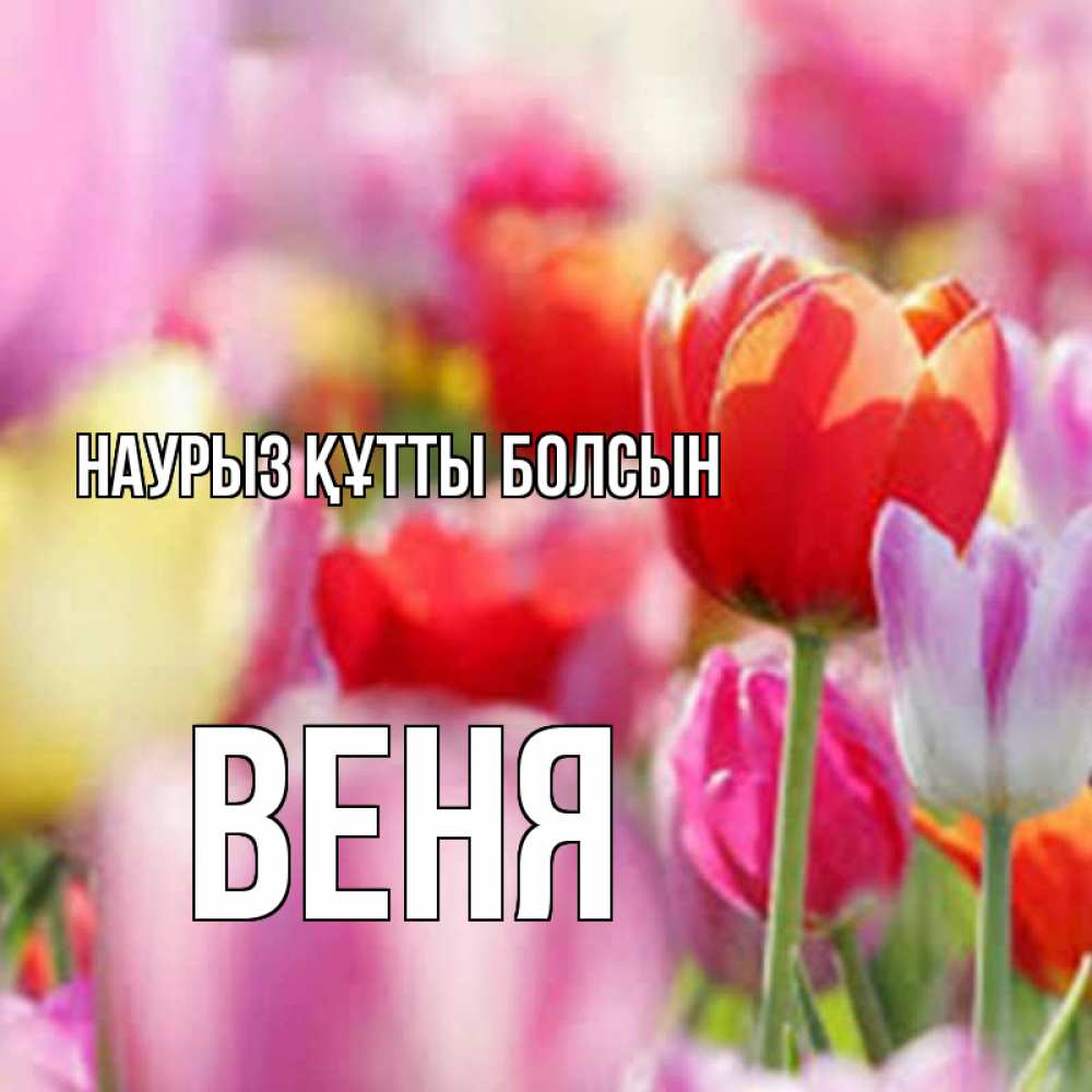 Открытка на каждый день с именем, Веня Наурыз құтты болсын на наурыз  2 Прикольная открытка с пожеланием онлайн скачать бесплатно 