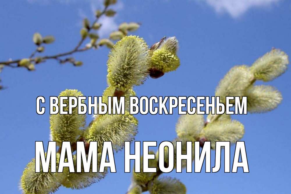 Открытка на каждый день с именем, Мама-Неонила С вербным воскресеньем верба Прикольная открытка с пожеланием онлайн скачать бесплатно 