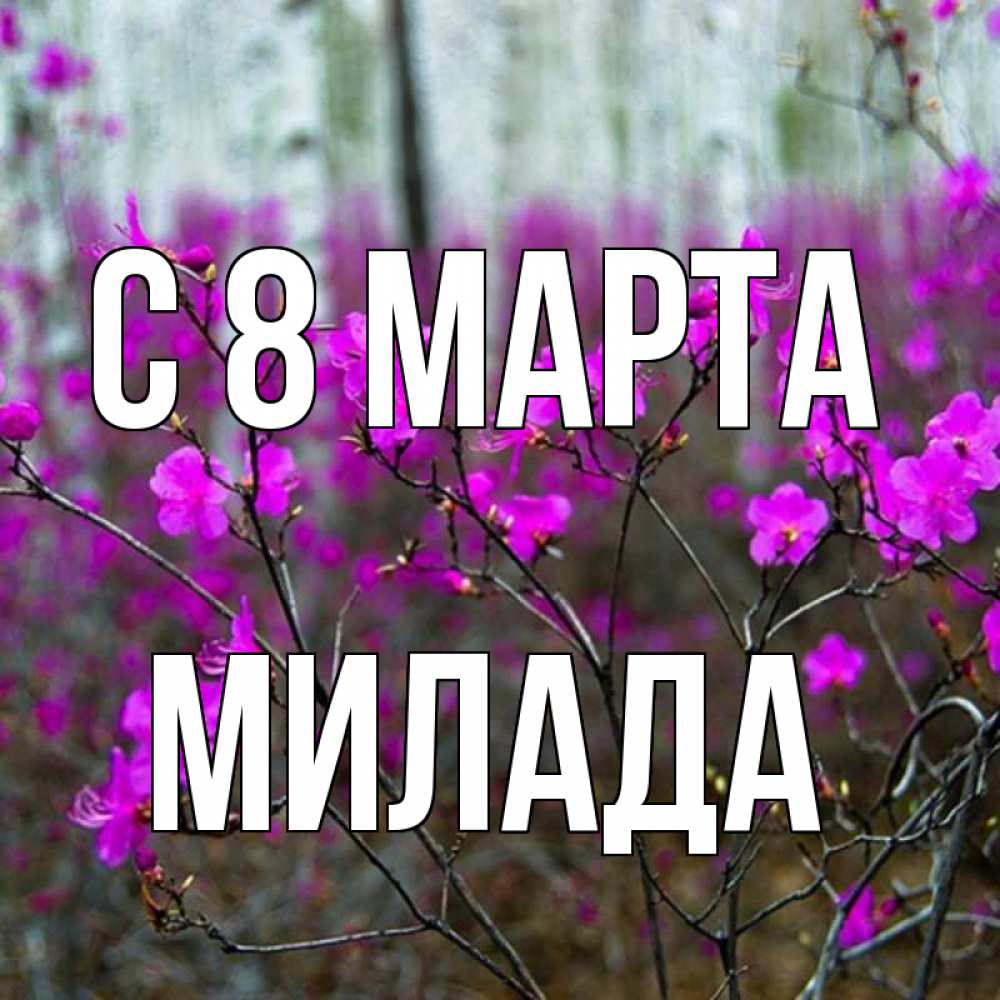 Открытка на каждый день с именем, Милада С 8 МАРТА дикие цветы Прикольная открытка с пожеланием онлайн скачать бесплатно 