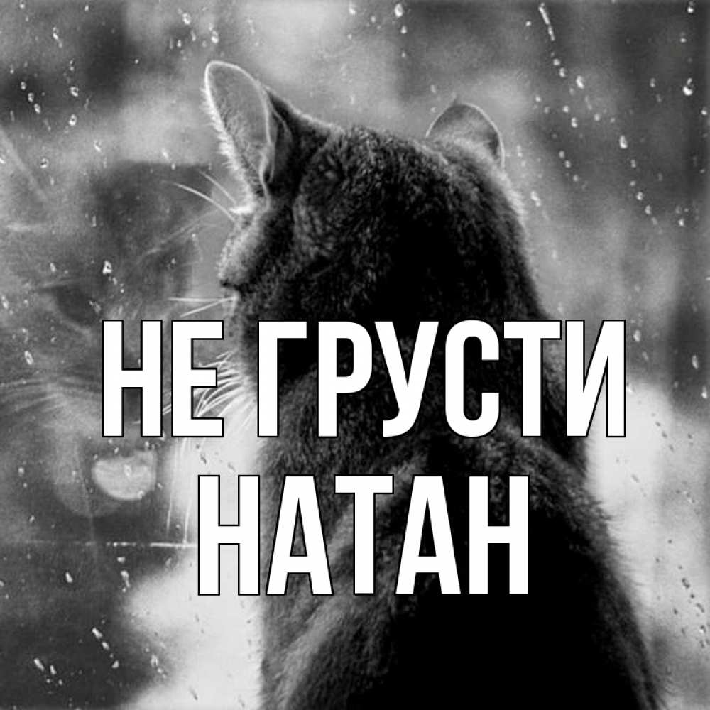 Открытка на каждый день с именем, Натан Не грусти отражение кота 1 Прикольная открытка с пожеланием онлайн скачать бесплатно 