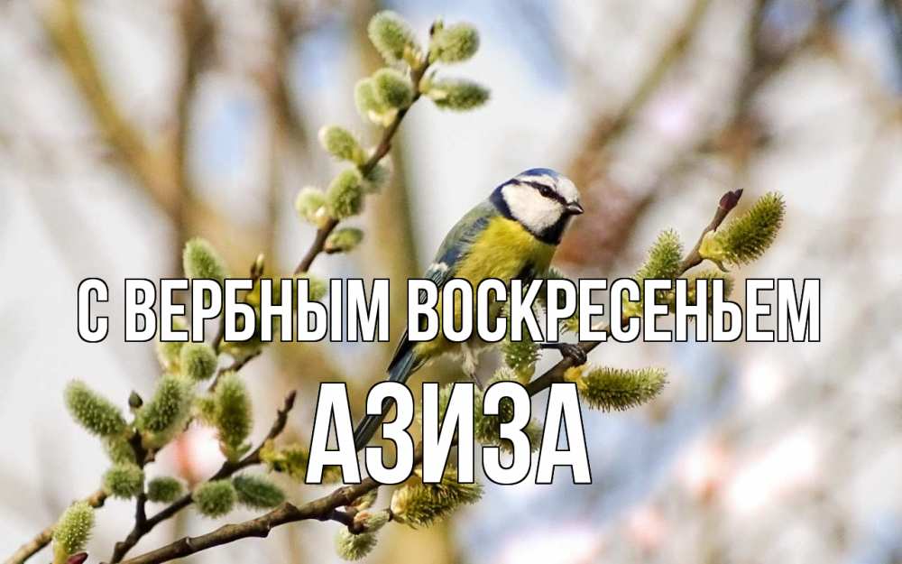 Открытка на каждый день с именем, Азиза С вербным воскресеньем верба Прикольная открытка с пожеланием онлайн скачать бесплатно 