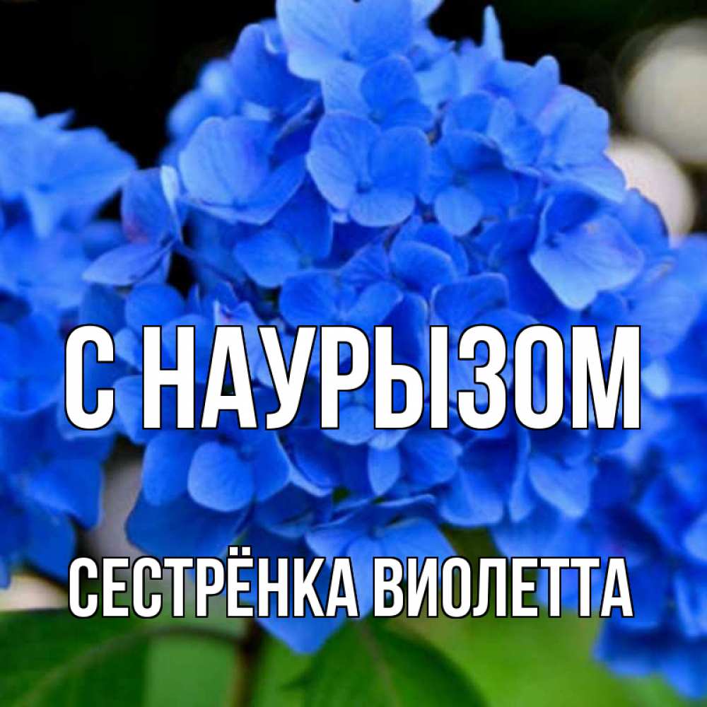 Открытка на каждый день с именем, Сестрёнка-Виолетта С наурызом синие цветы Прикольная открытка с пожеланием онлайн скачать бесплатно 