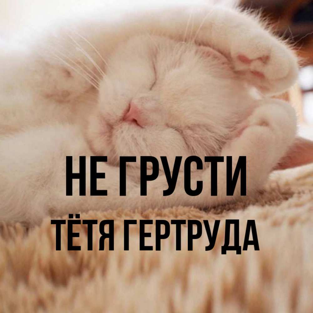 Открытка на каждый день с именем, Тётя-Гертруда Не грусти Котенок спит Прикольная открытка с пожеланием онлайн скачать бесплатно 