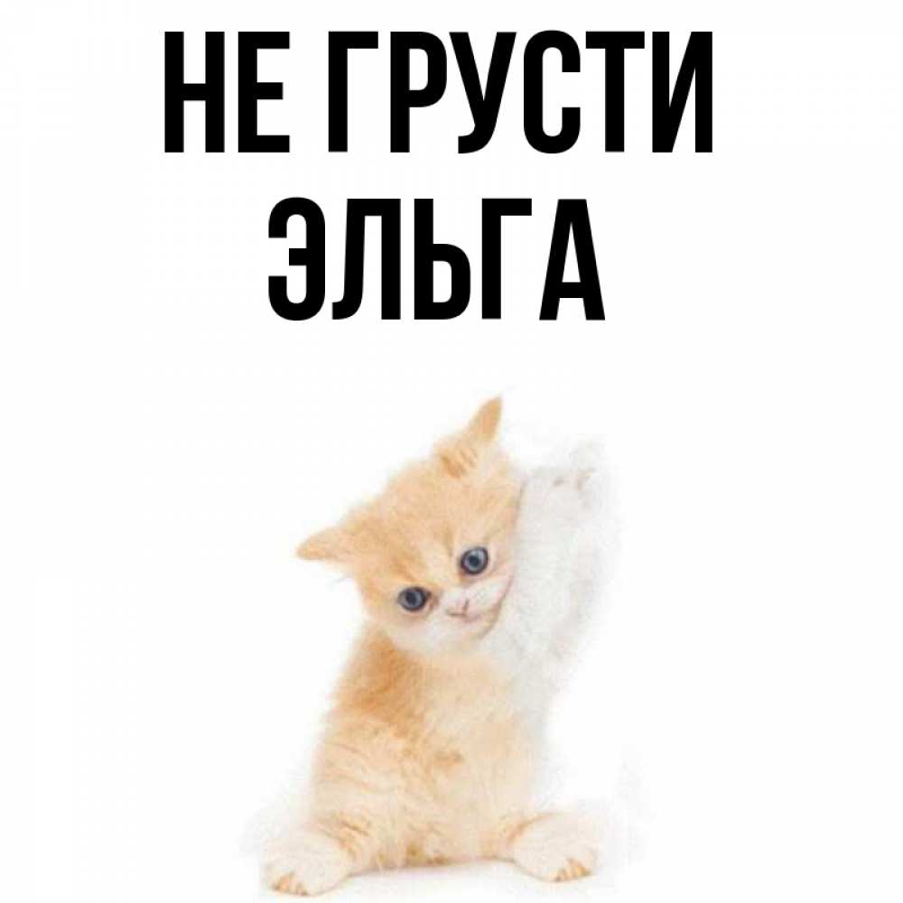 
Картинка Котик Не Грусти