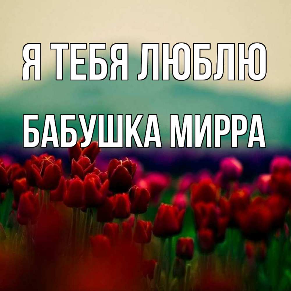 Открытка на каждый день с именем, Бабушка-Мирра Я тебя люблю тюльпаны 4 Прикольная открытка с пожеланием онлайн скачать бесплатно 