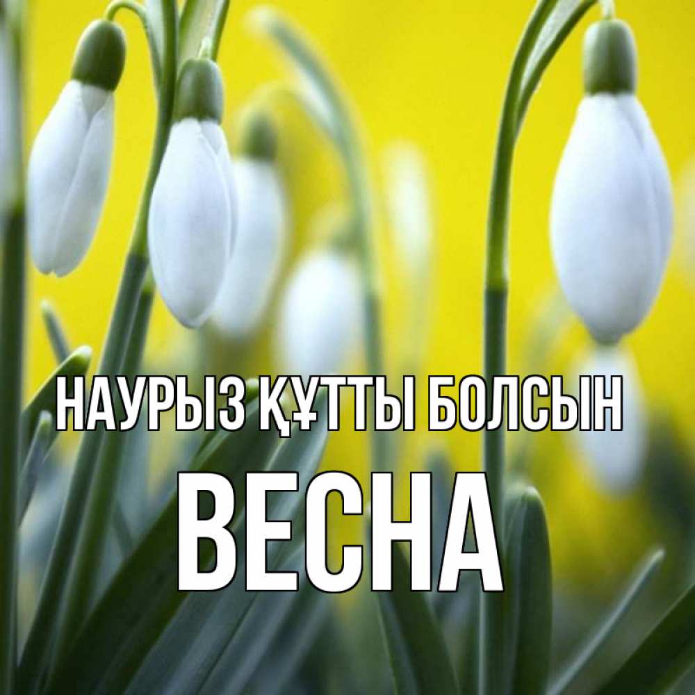 Открытка на каждый день с именем, Весна Наурыз құтты болсын весенние цветы Прикольная открытка с пожеланием онлайн скачать бесплатно 
