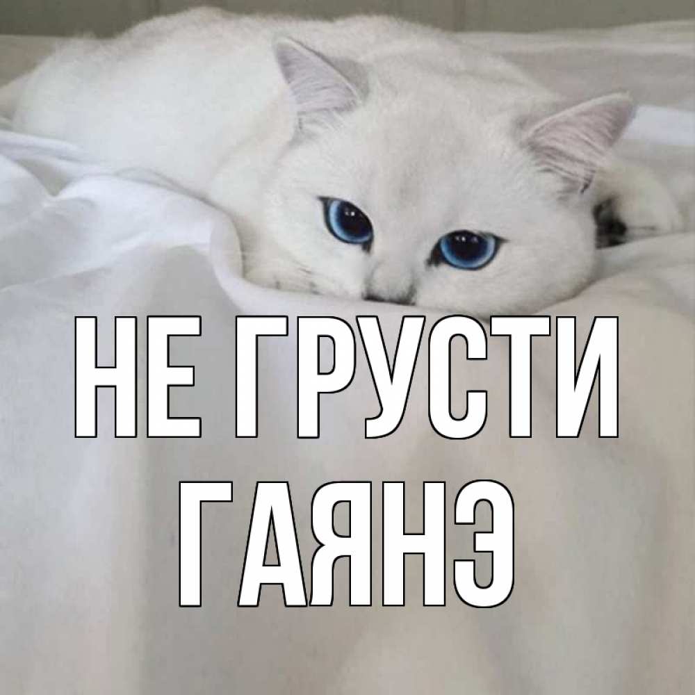 Открытка на каждый день с именем, Гаянэ Не грусти белый кот с голубыми глазами на белоснежной кровати Прикольная открытка с пожеланием онлайн скачать бесплатно 