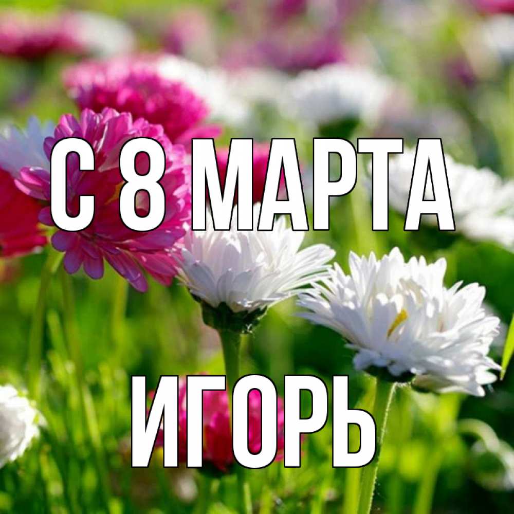 Открытка на каждый день с именем, Игорь С 8 марта международный женский день 1 Прикольная открытка с пожеланием онлайн скачать бесплатно 