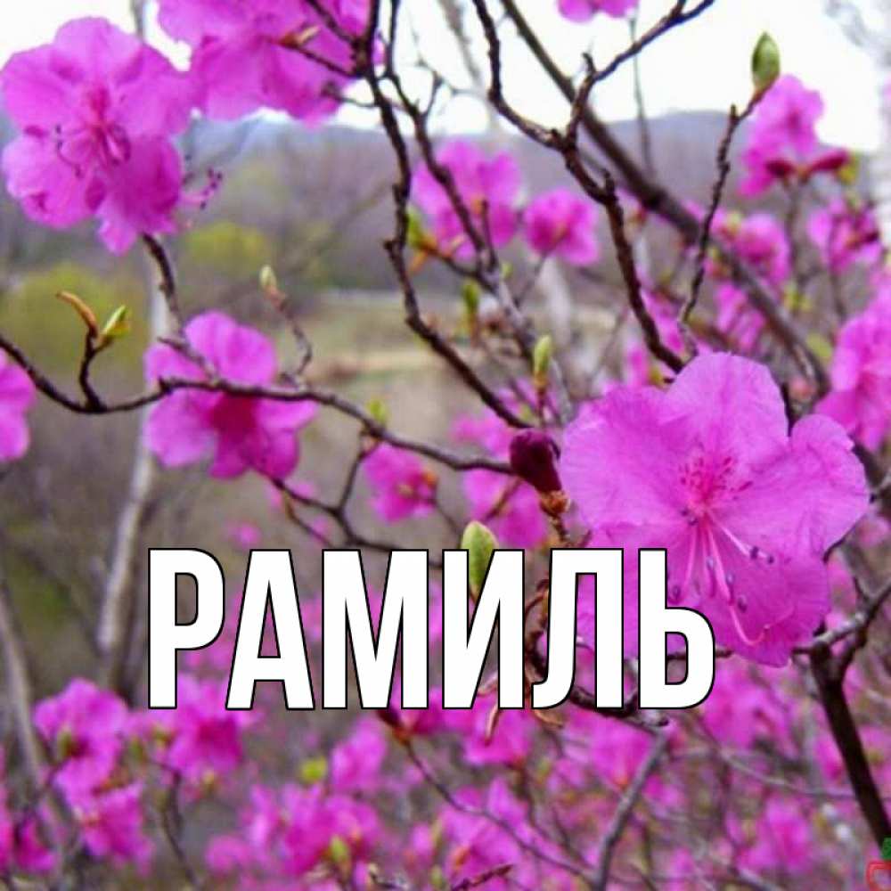 Открытка на каждый день с именем, Рамиль Главная праздник весны наурыз Прикольная открытка с пожеланием онлайн скачать бесплатно 