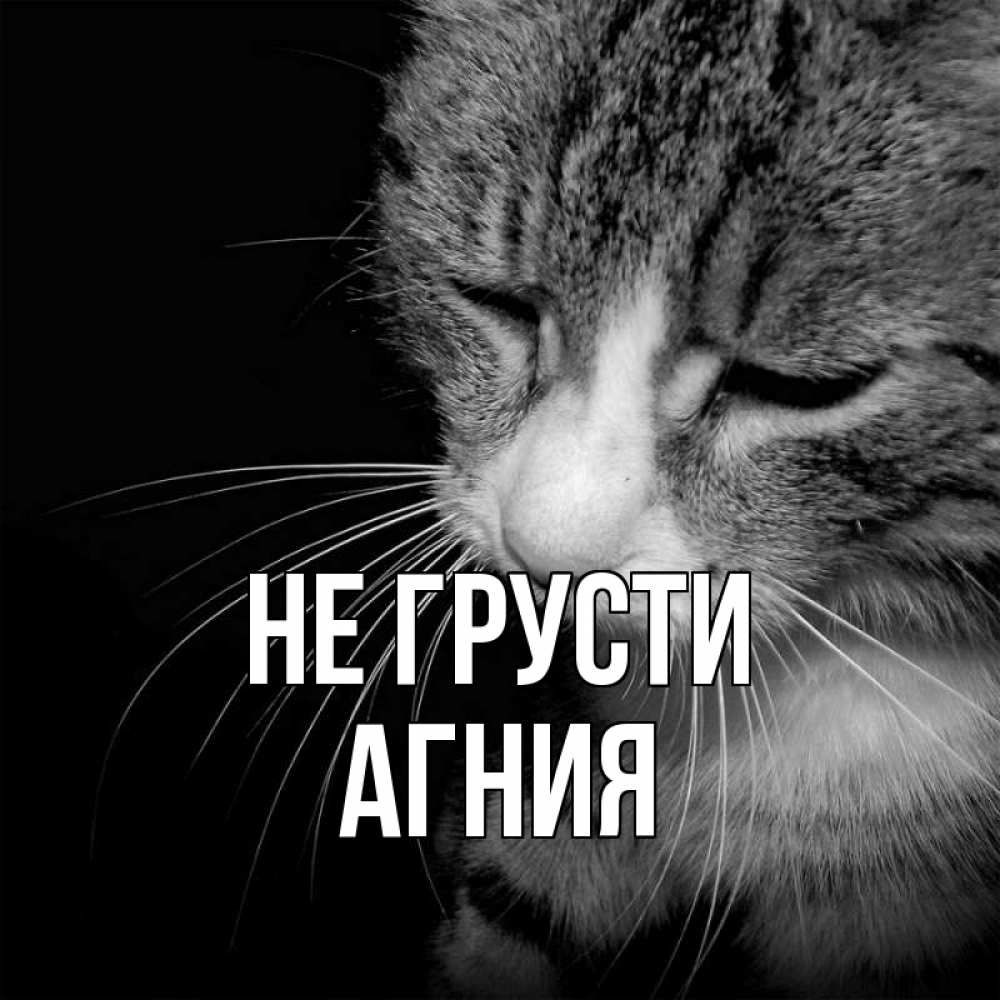 Открытка на каждый день с именем, Агния Не грусти грустный котик Прикольная открытка с пожеланием онлайн скачать бесплатно 