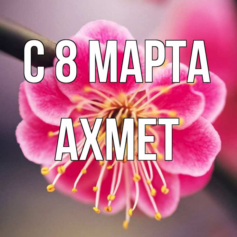 Открытка на каждый день с именем, Ахмет С 8 МАРТА цветы Прикольная открытка с пожеланием онлайн скачать бесплатно 