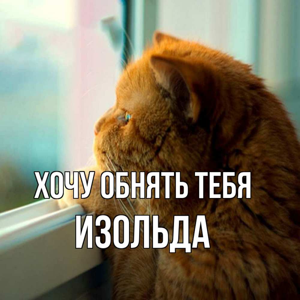 Открытка на каждый день с именем, Изольда Хочу обнять тебя большой огромный рыжий котяра Прикольная открытка с пожеланием онлайн скачать бесплатно 