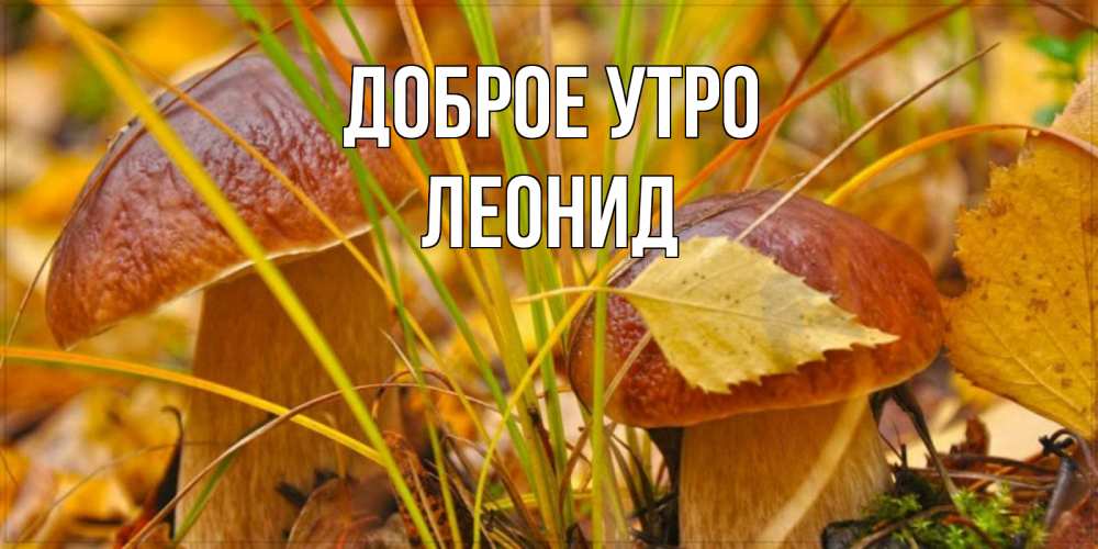 Открытка на каждый день с именем, Леонид Доброе утро осенние грибы Прикольная открытка с пожеланием онлайн скачать бесплатно 