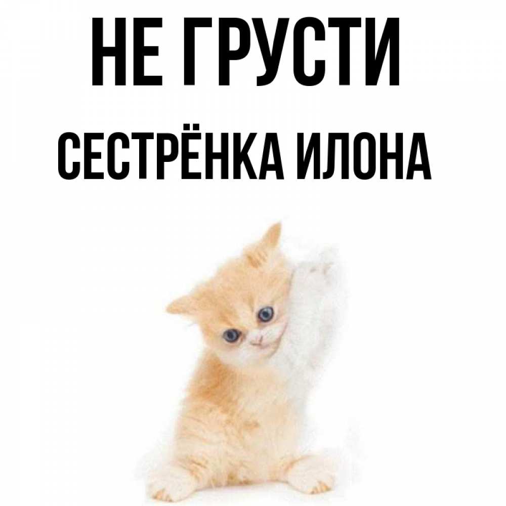 Открытка на каждый день с именем, Сестрёнка-Илона Не грусти просящий кот Прикольная открытка с пожеланием онлайн скачать бесплатно 