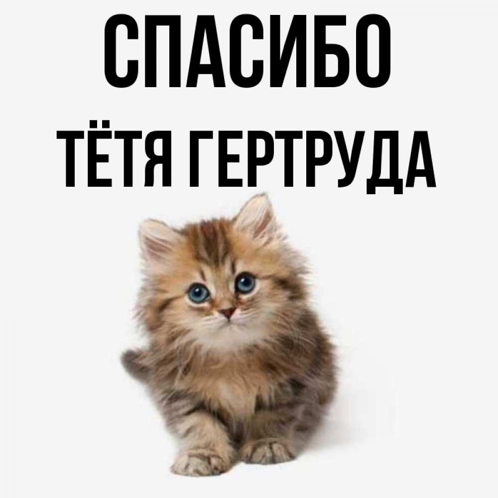 Открытка на каждый день с именем, Тётя-Гертруда Спасибо пушистый котик Прикольная открытка с пожеланием онлайн скачать бесплатно 