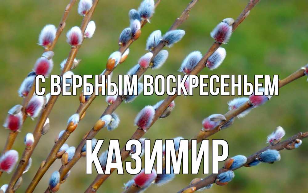 Открытка на каждый день с именем, Казимир С вербным воскресеньем верба Прикольная открытка с пожеланием онлайн скачать бесплатно 
