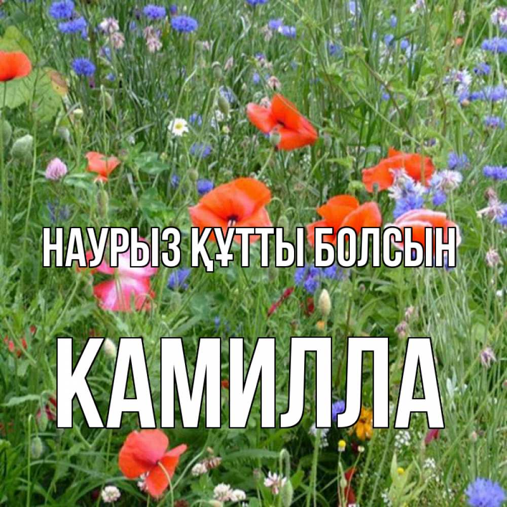 Открытка на каждый день с именем, Камилла Наурыз құтты болсын наурыз  4 Прикольная открытка с пожеланием онлайн скачать бесплатно 
