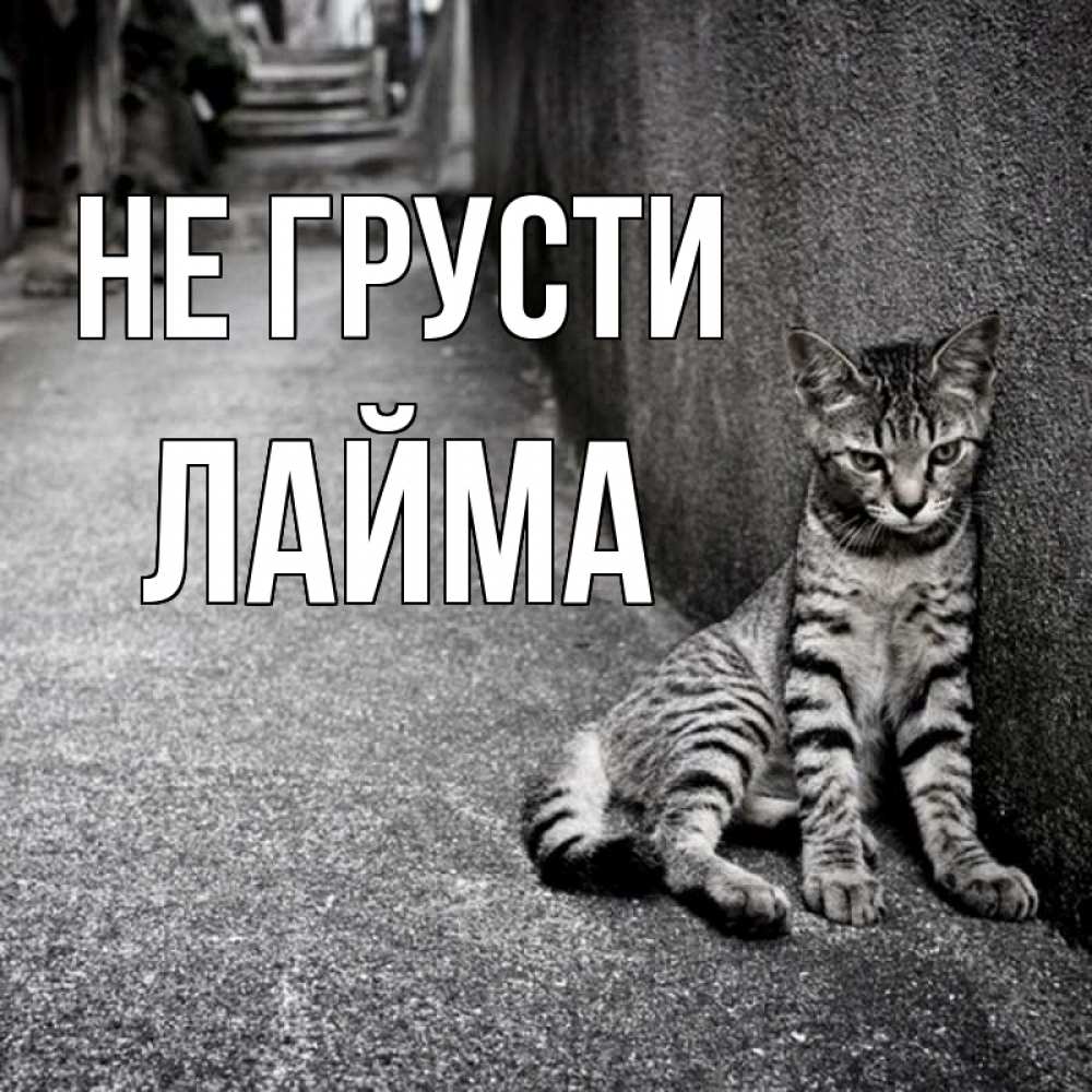Открытка на каждый день с именем, Лайма Не грусти скучающий котик Прикольная открытка с пожеланием онлайн скачать бесплатно 