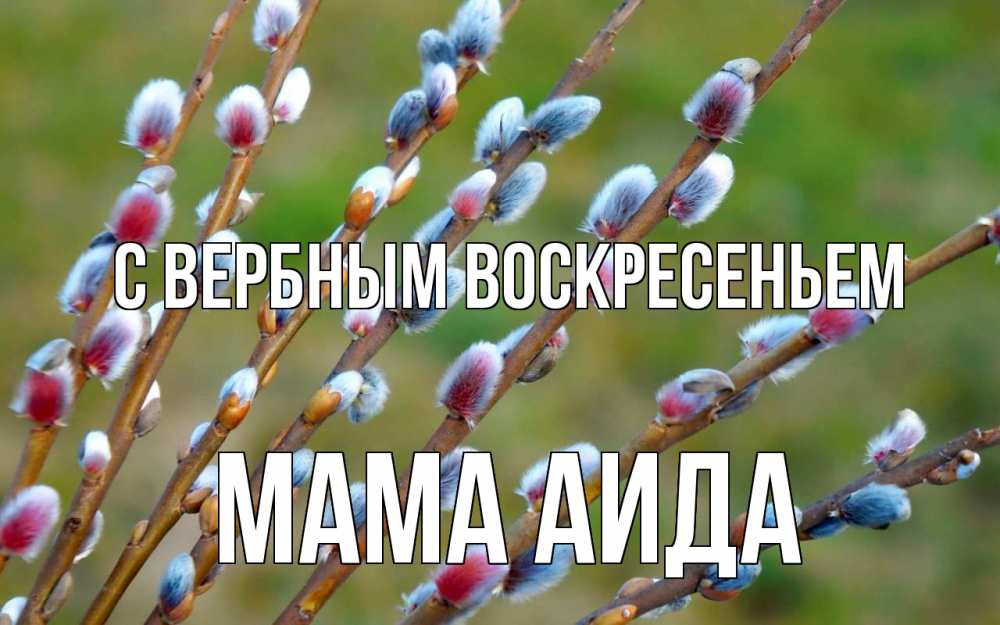 Открытка на каждый день с именем, Мама-Аида С вербным воскресеньем верба Прикольная открытка с пожеланием онлайн скачать бесплатно 