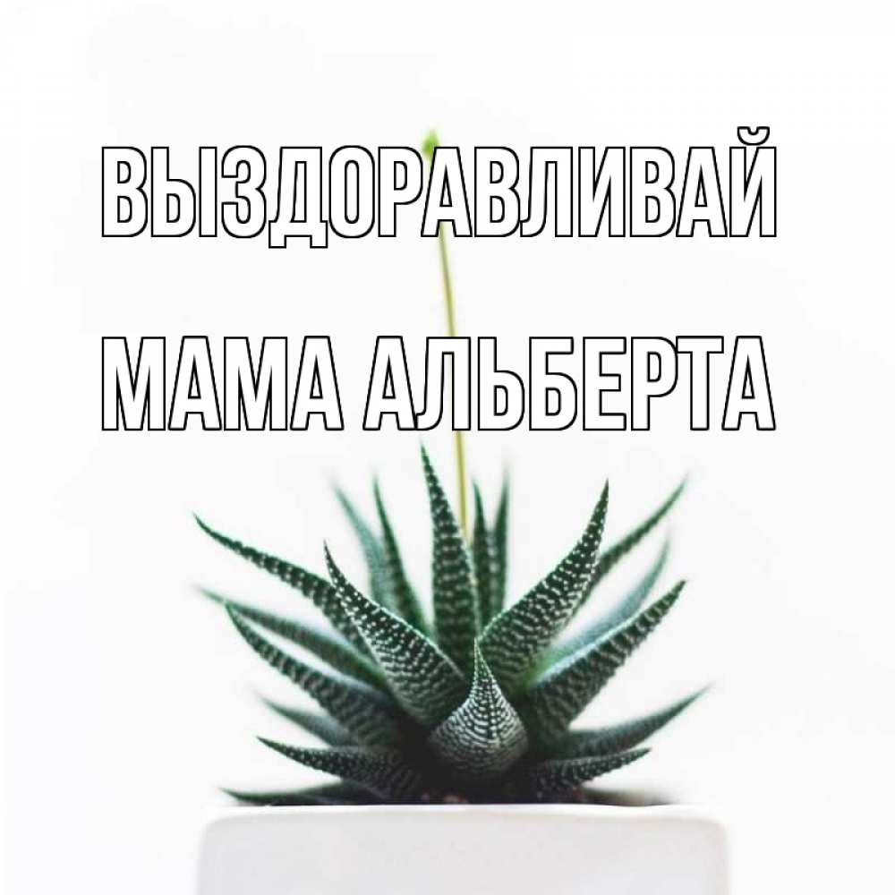 Открытка на каждый день с именем, Мама-Альберта Выздоравливай короче это непонятная колючка Прикольная открытка с пожеланием онлайн скачать бесплатно 