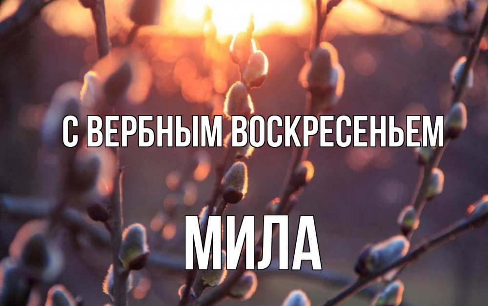 Открытка на каждый день с именем, Мила С вербным воскресеньем верба Прикольная открытка с пожеланием онлайн скачать бесплатно 