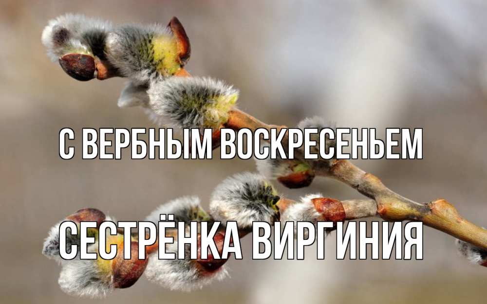 Открытка на каждый день с именем, Сестрёнка-Виргиния С вербным воскресеньем Верба Прикольная открытка с пожеланием онлайн скачать бесплатно 