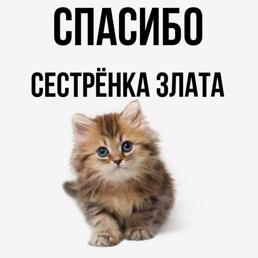 Открытка на каждый день с именем, Сестрёнка-Злата Спасибо пушистый котик Прикольная открытка с пожеланием онлайн скачать бесплатно 