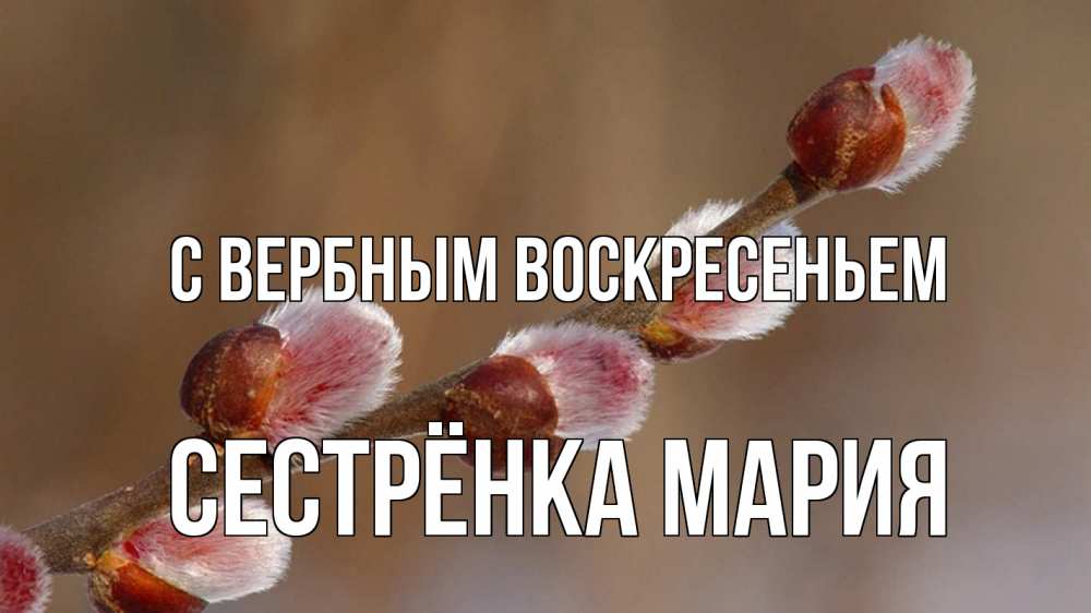 Открытка на каждый день с именем, Сестрёнка-Мария С вербным воскресеньем верба Прикольная открытка с пожеланием онлайн скачать бесплатно 