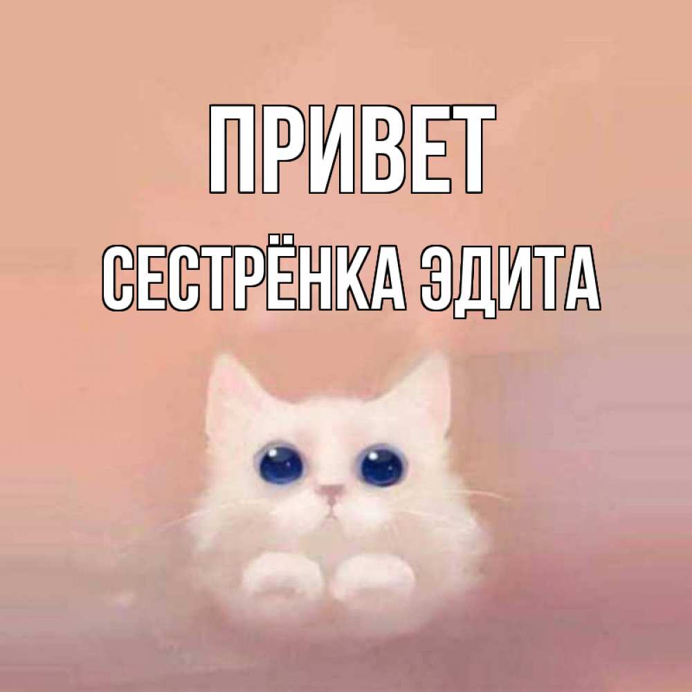 Открытка на каждый день с именем, Сестрёнка-Эдита Привет котик белый в полете Прикольная открытка с пожеланием онлайн скачать бесплатно 
