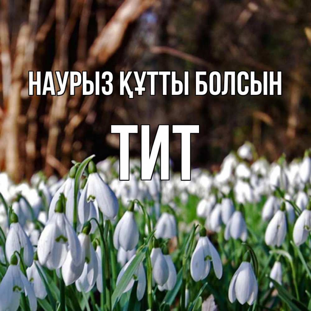 Открытка на каждый день с именем, Тит Наурыз құтты болсын с подснежниками 1 Прикольная открытка с пожеланием онлайн скачать бесплатно 