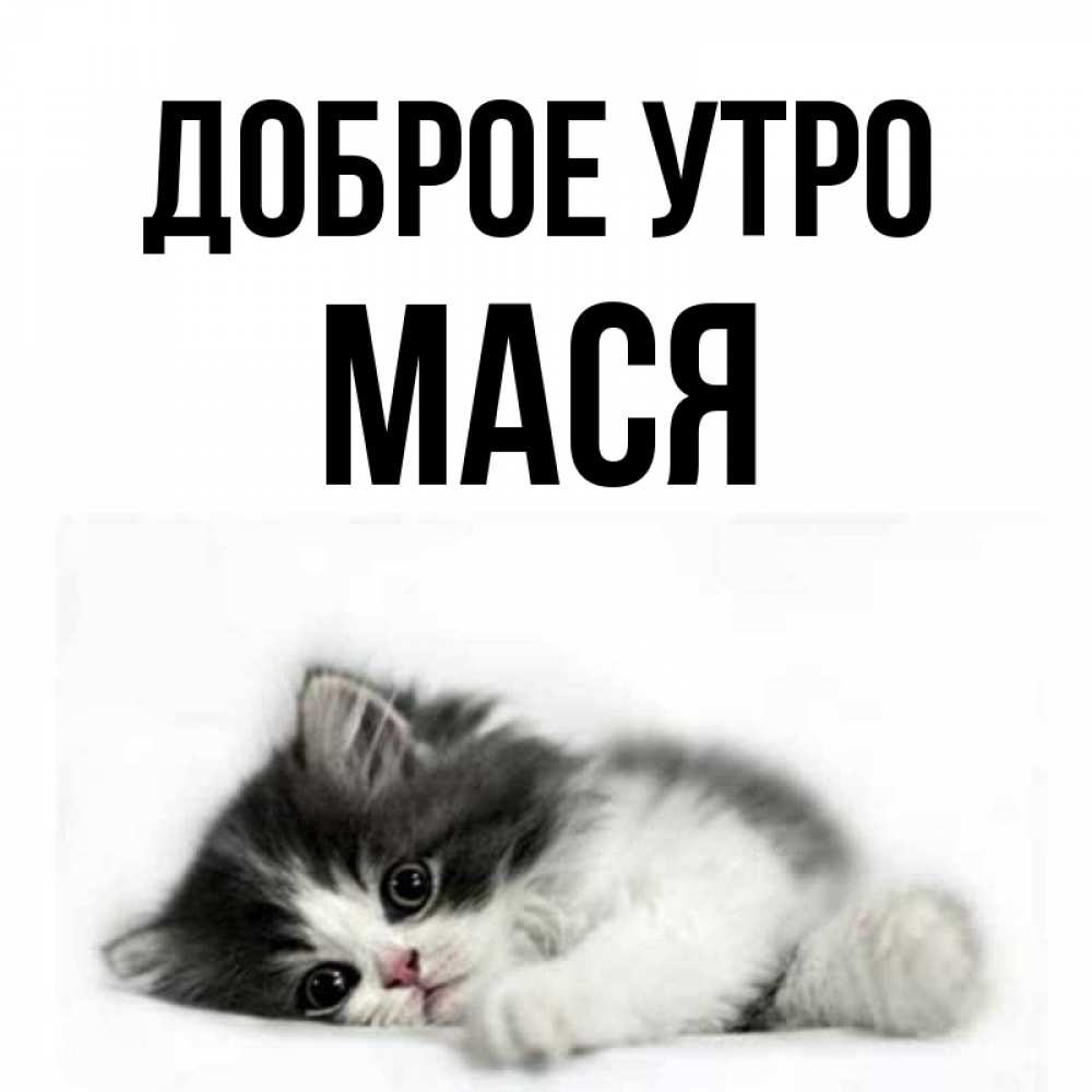 Мася доброе утро картинки
