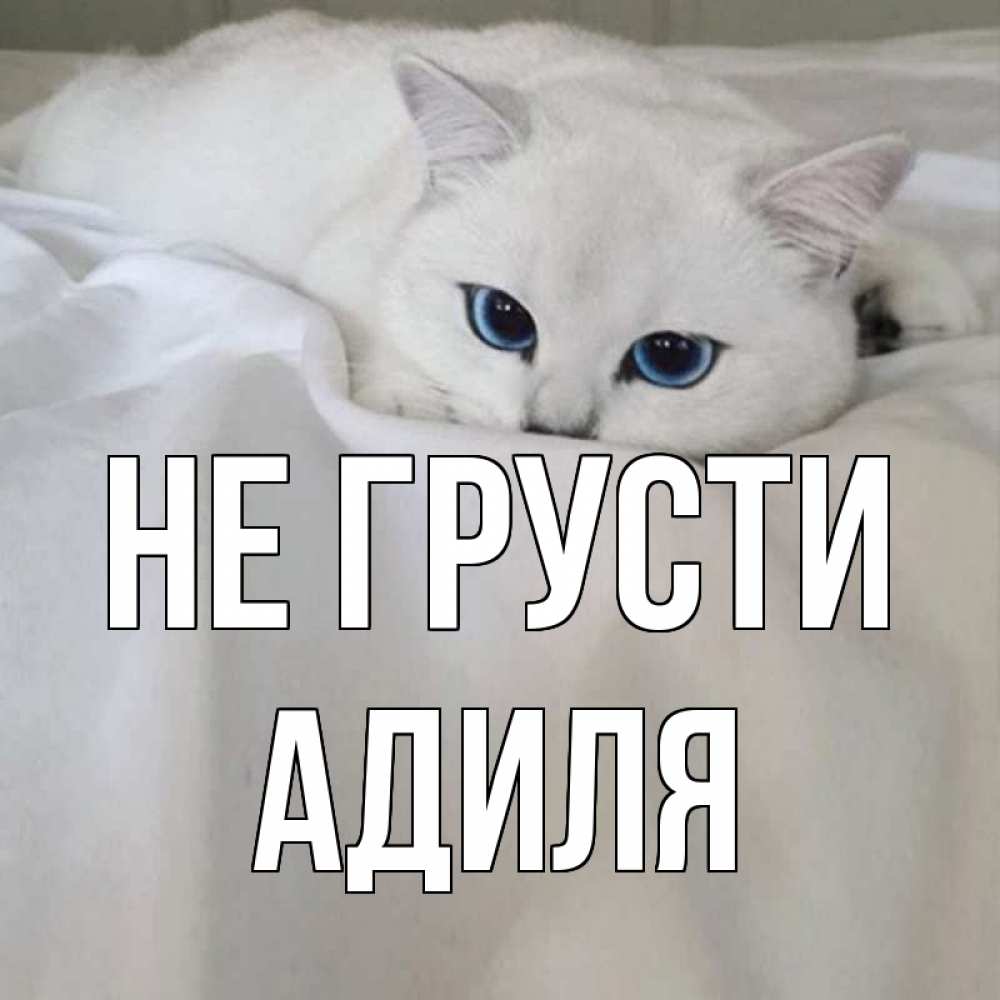 Открытка на каждый день с именем, Адиля Не грусти белый кот с голубыми глазами на белоснежной кровати Прикольная открытка с пожеланием онлайн скачать бесплатно 