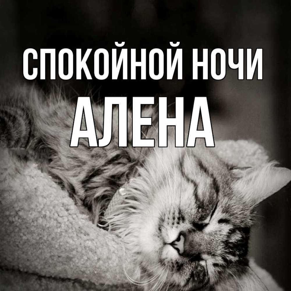 Открытка на каждый день с именем, Алена Спокойной ночи котярик пушистый Прикольная открытка с пожеланием онлайн скачать бесплатно 