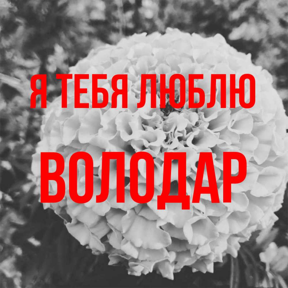 Открытка на каждый день с именем, Володар Я тебя люблю подпись Прикольная открытка с пожеланием онлайн скачать бесплатно 