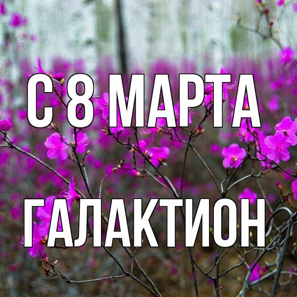 Открытка на каждый день с именем, Галактион С 8 МАРТА дикие цветы Прикольная открытка с пожеланием онлайн скачать бесплатно 