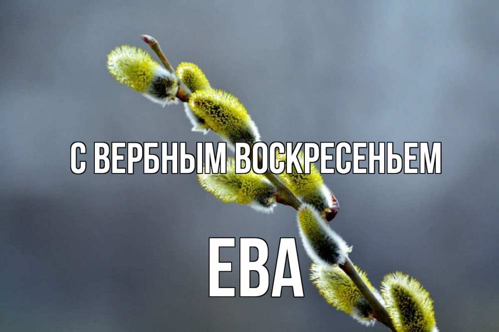 Открытка на каждый день с именем, Ева С вербным воскресеньем верба Прикольная открытка с пожеланием онлайн скачать бесплатно 
