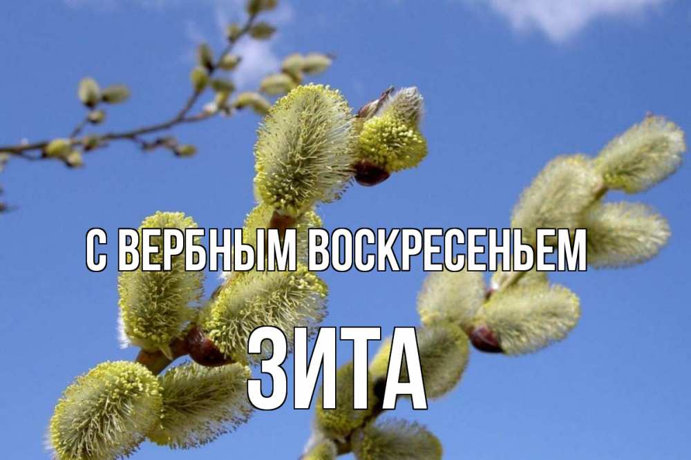 Открытка на каждый день с именем, Зита С вербным воскресеньем верба Прикольная открытка с пожеланием онлайн скачать бесплатно 