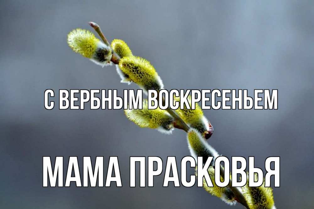 Открытка на каждый день с именем, Мама-Прасковья С вербным воскресеньем верба Прикольная открытка с пожеланием онлайн скачать бесплатно 